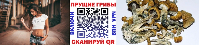 Псилоцибиновые грибы Cubensis  Купить  Калач-на-Дону 